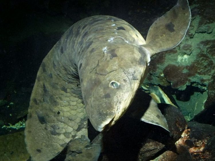 Померла найстаріша у світі акваріумна риба